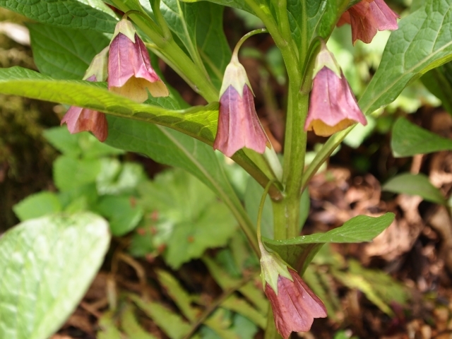 ハシリドコロとは?特徴や毒性は?フキノトウとの見分け方も徹底解説!