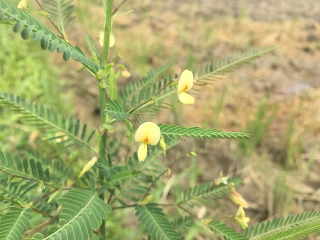 クサネム(草合歓)とは?水田雑草としての特徴や防除方法をご紹介!