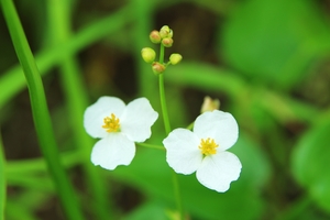 オモダカ（沢瀉）とは？水田雑草としての特徴や防除方法をご紹介！