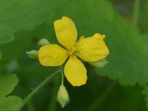 クサノオウとはどんな植物？名前の由来や特徴・利用法をご紹介！