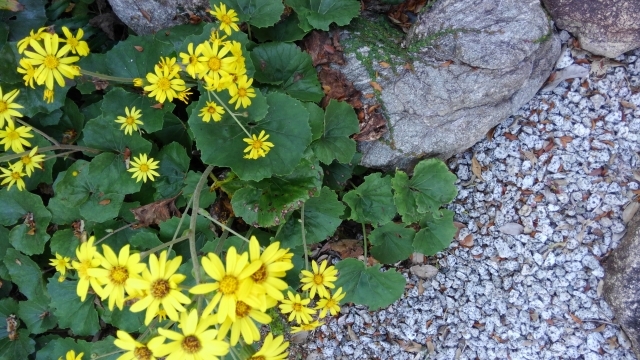 ツワブキ(石蕗)の花言葉は?名前の由来や開花時期もご紹介!のイメージ