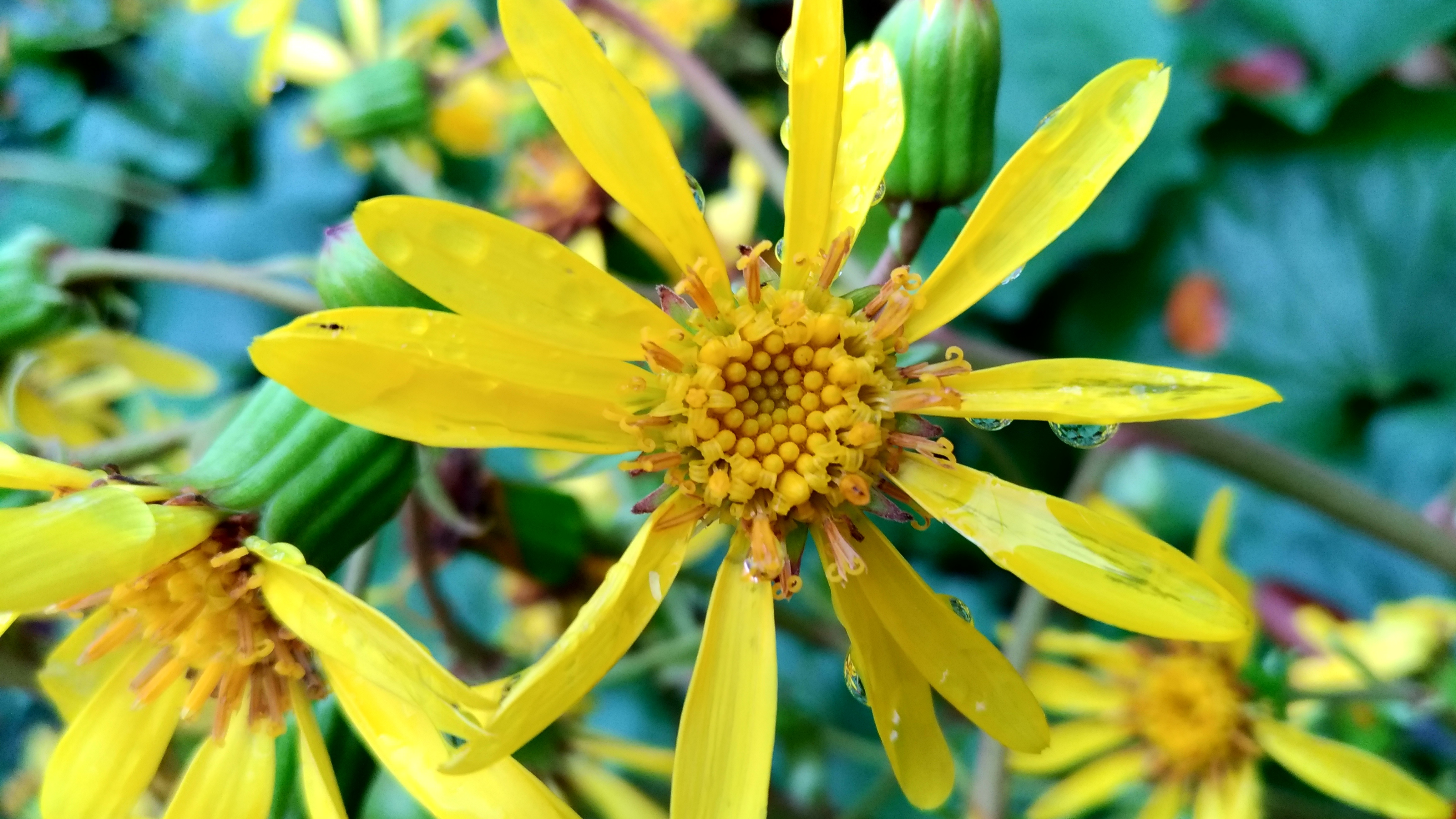 ツワブキ(石蕗)とは?植物としての特徴・種類や利用法をご紹介!