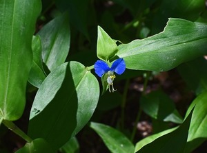 ツユクサ（露草）とは？特徴・種類や花言葉をご紹介！開花時期は？