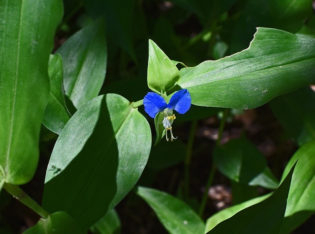 ツユクサ(露草)とは?特徴・種類や花言葉をご紹介!開花時期は?のイメージ