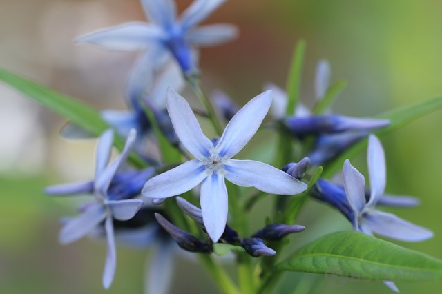 チョウジソウ(丁字草)とは?特徴・見分け方や育て方をご紹介!