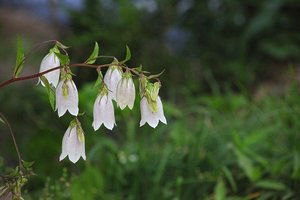 ホタルブクロ（蛍袋）とは？種類・特徴や花言葉・開花時期などを紹介！