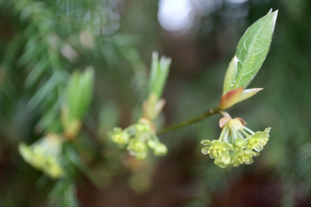 クロモジ（黒文字）とは？樹木としての特徴や利用方法をご紹介！