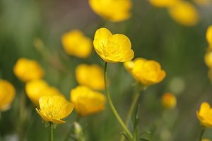 「キンポウゲ」とは？花の名前？花の種類？意味をわかりやすく解説！