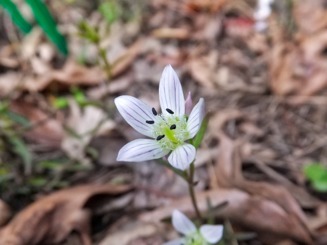センブリ（千振）とは？植物としての特徴や利用法・効能をご紹介！