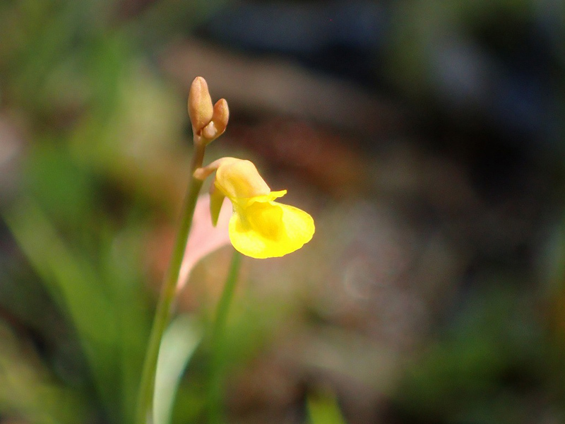 ミミカキグサ（耳掻草）とは？特徴・見分け方や育て方をご紹介！