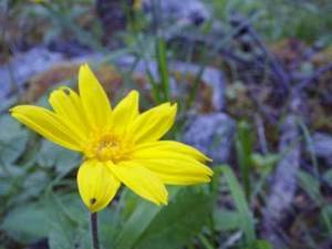 ウサギギク（兎菊）とは？特徴・見分け方や育て方をご紹介！