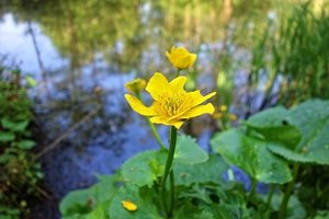 リュウキンカとは？特徴や育て方、ヒメリュウキンカとの違いもご紹介！