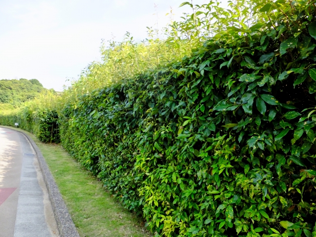 生垣におすすめの植物15選!上手な植え方や手入れのコツも解説!