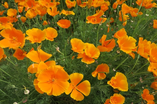 カリフォルニアポピーの育て方!管理のコツや増やし方まで解説!