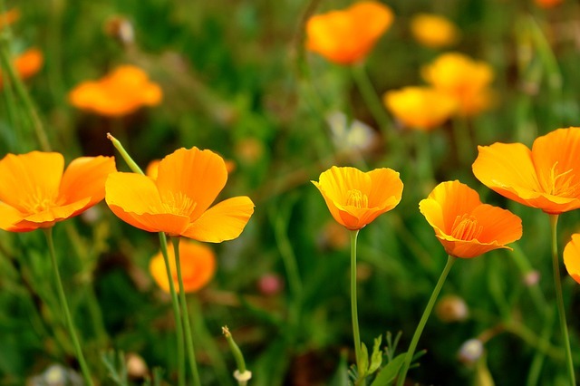 カリフォルニアポピー(花菱草)とは?特徴や花言葉をご紹介!