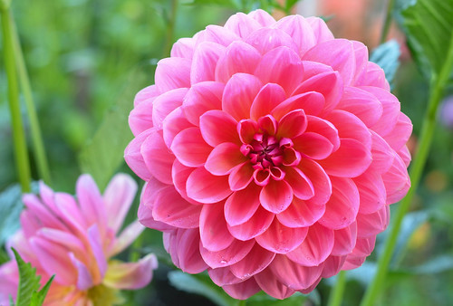 ダリアの花言葉は？色別の意味はある？日頃の感謝を伝えるにはおすすめ？のイメージ