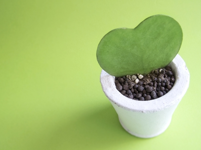 ボトルツリーの育て方!水やりのタイミングや剪定のコツなどを解説!