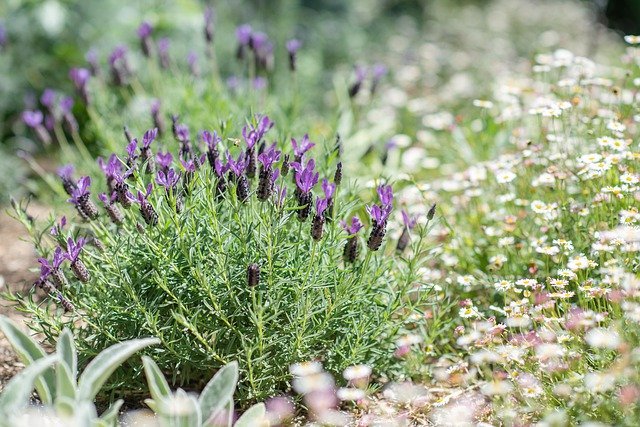 レースラベンダーの育て方!切り戻し剪定や寄せ植えの仕方などを解説!