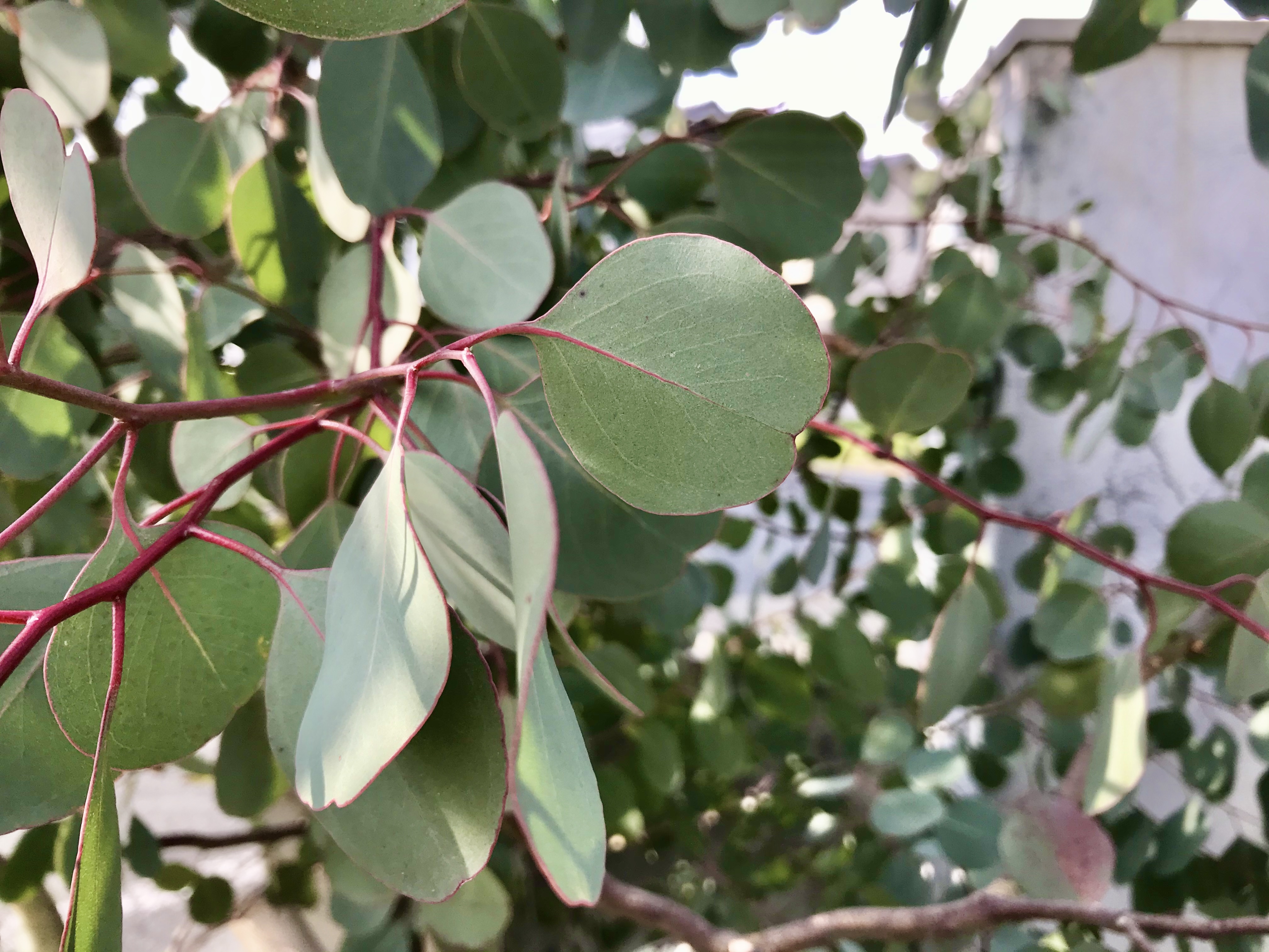 ユーカリ・ポポラスとは?ハートが特徴的な植物の特徴や種類をご紹介!のイメージ