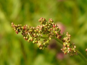 ギシギシとは？その特徴や駆除方法を紹介！ハーブとして食べられる？