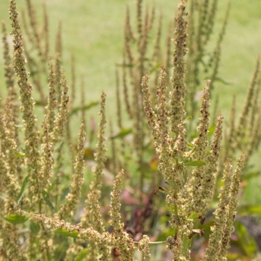 ギシギシ（雑草）の駆除方法4選！効果的な防除法やおすすめの除草剤は？