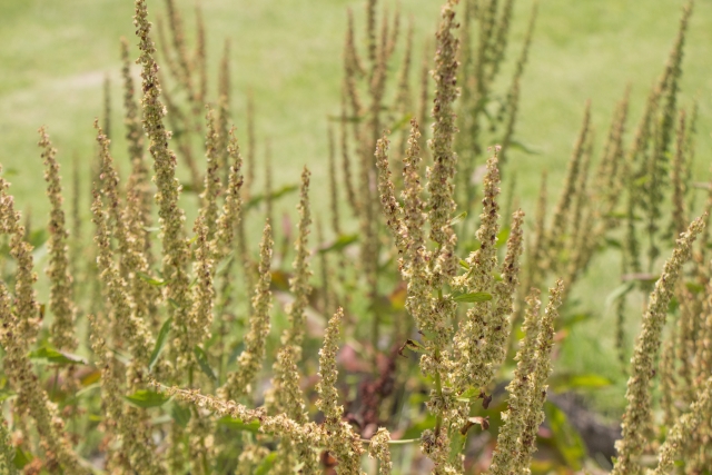ギシギシ(雑草)の駆除方法4選!効果的な防除法やおすすめの除草剤は?