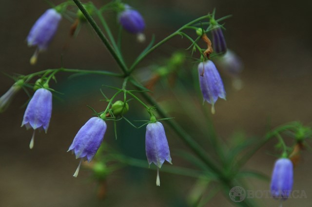 イワシャジン（岩沙参）とは？特徴・見分け方や花言葉をご紹介！