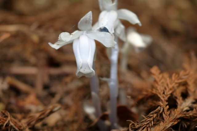 ギンリョウソウ（銀竜草）とは？幽霊茸ともいわれる植物の特徴を紹介！