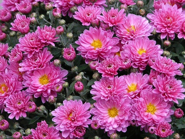 アスターの花言葉!色で花言葉は変化する?色別(種類別)にご紹介!のイメージ