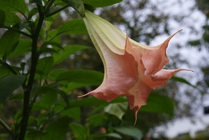 エンジェル・トランペットとは？ラッパの花ともいわれる特徴を紹介！