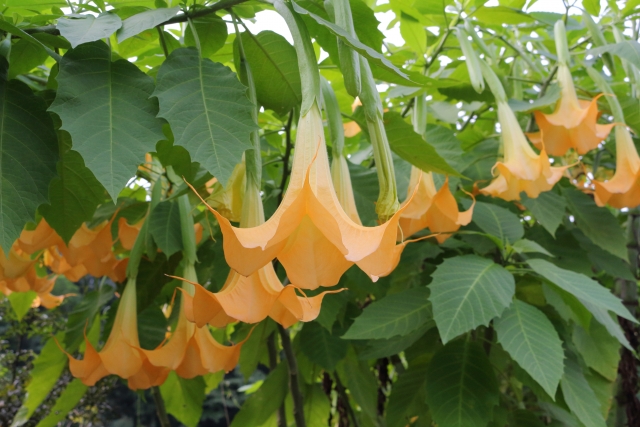 エンジェル・トランペットの育て方！水やり・肥料など管理のコツは？