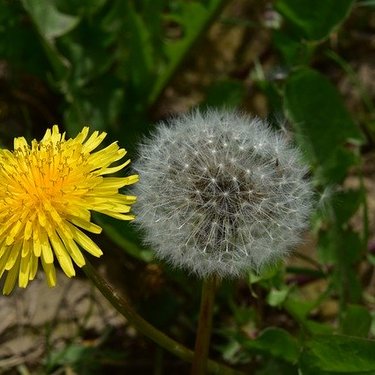 セイヨウタンポポとは？特徴や見分け方をご紹介！開花時期はいつ？