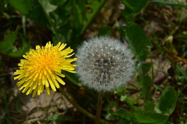 セイヨウタンポポとは?特徴や見分け方をご紹介!開花時期はいつ?