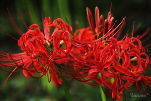 彼岸花の育て方！植え替えの仕方・夏場・冬場の管理・増やし方まで！