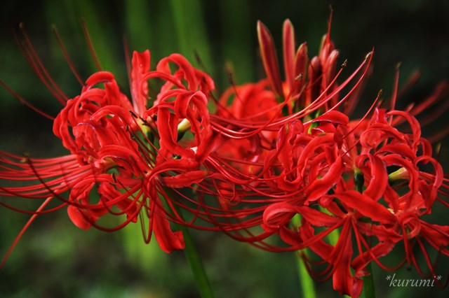 彼岸花の育て方!植え替えの仕方・夏場・冬場の管理・増やし方まで!のイメージ