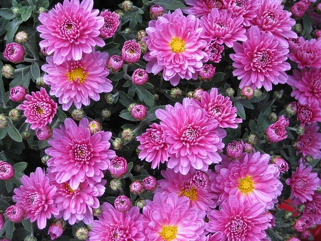 菊(キク)の育て方・栽培方法!剪定方法や挿し木での増やし方など!