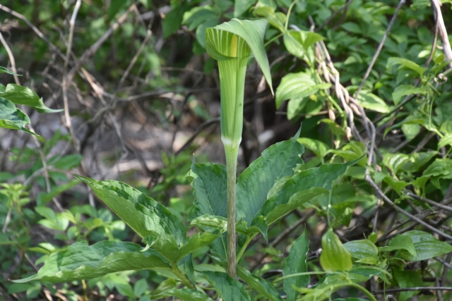 マムシグサ(蝮草)とは?特徴や毒性を解説!ウラシマソウとの違いは?のイメージ