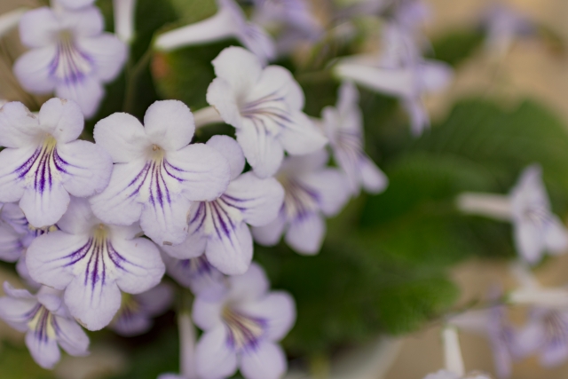 ストレプトカーパスの育て方!水やりなど管理のコツから増やし方まで!のイメージ