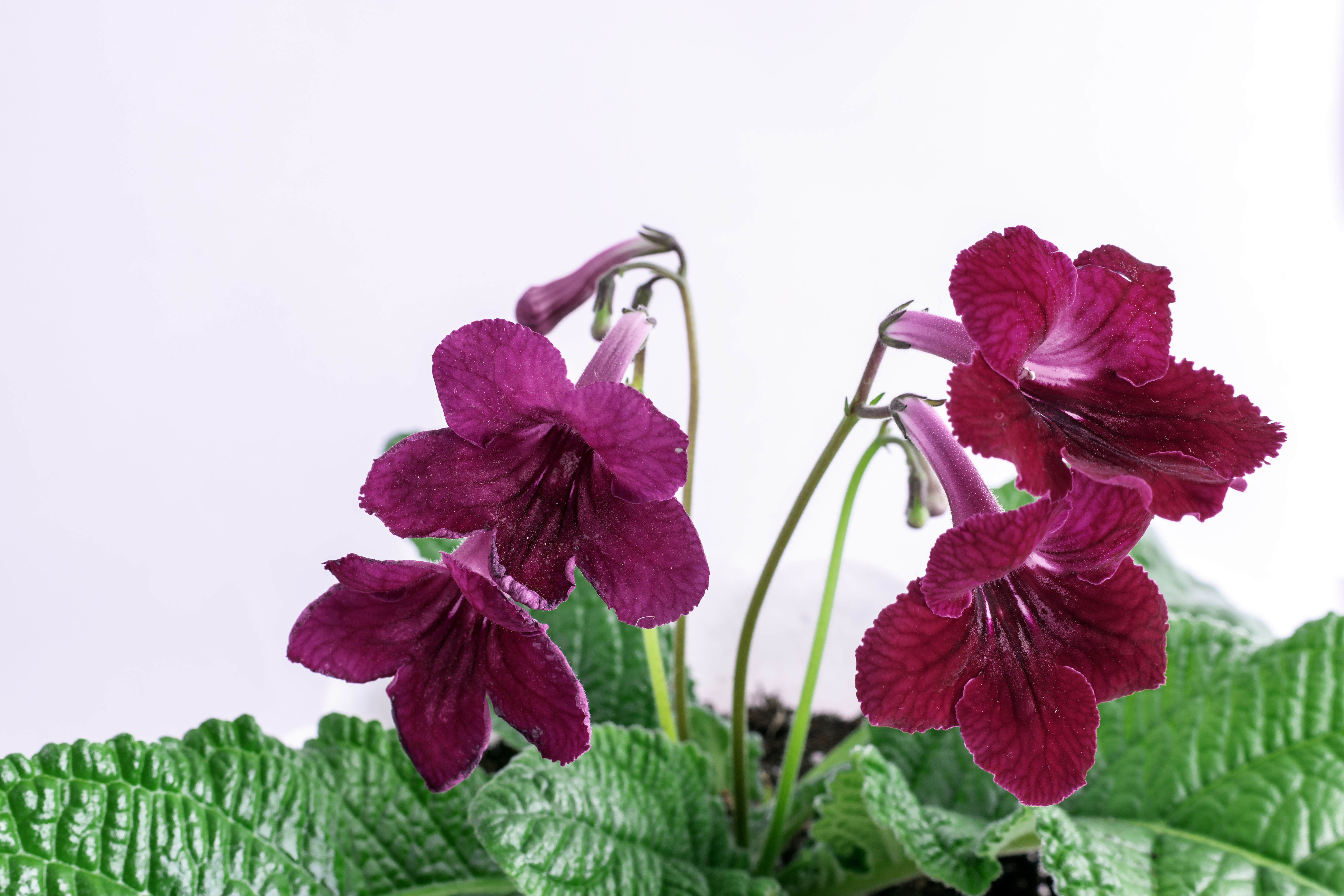 ストレプトカーパスとは?名前の由来や種類・特徴・見分け方を紹介!