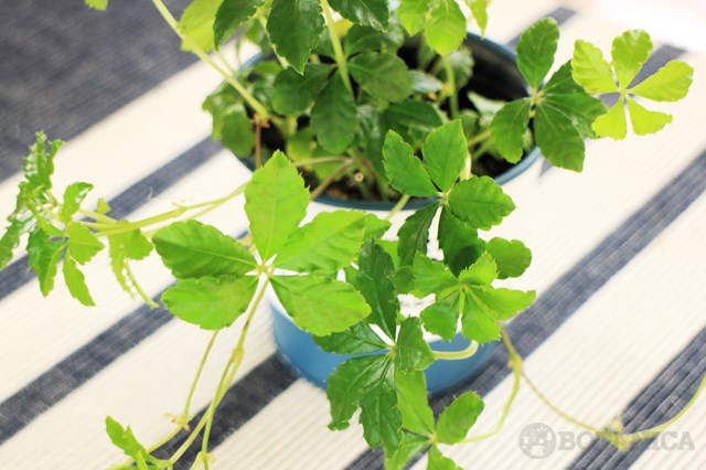 シュガーバインとは?観葉植物としての特徴や花言葉・飾り方を紹介!