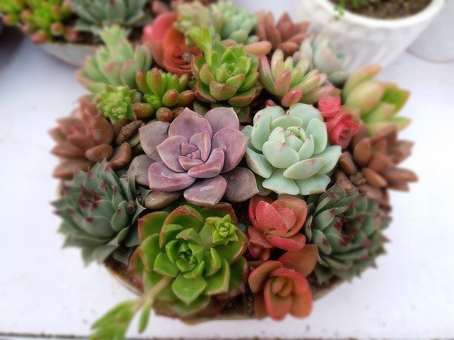 多肉植物の寄せ植え実例5選!おしゃれにアレンジして飾るコツは?