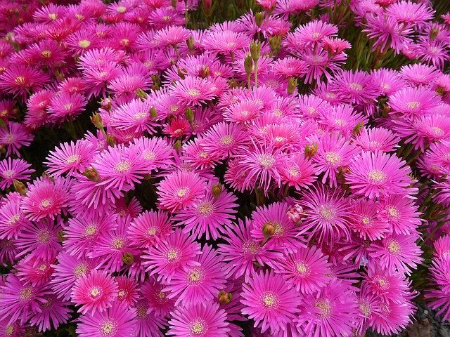 松葉菊(マツバギク)とは?その特徴や種類・花言葉をご紹介!のイメージ