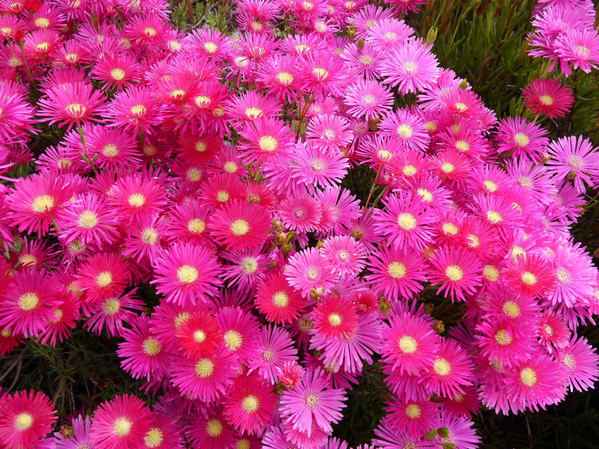 松葉菊の育て方！切り戻し剪定のやり方や挿し木で増やす方法など！のイメージ