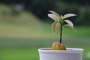 アボカドを観葉植物として育てよう！水やりや置き場など管理のコツは？