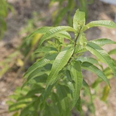 レモンバーベナの育て方！植え付けの方法から剪定・増やし方まで解説！