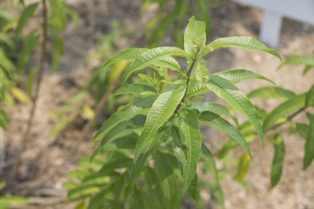 レモンバーベナの育て方!植え付けの方法から剪定・増やし方まで解説!