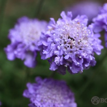 マツムシソウの育て方！植え方から管理のコツ・増やし方などを解説！