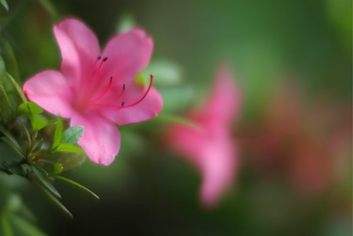 サツキとはどんな花？種類や特徴・花言葉を紹介！ツツジとの違いは？のイメージ