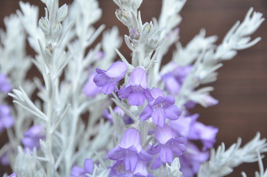 エレモフィラニベアとは?特徴や管理のコツなど育て方をご紹介!のイメージ