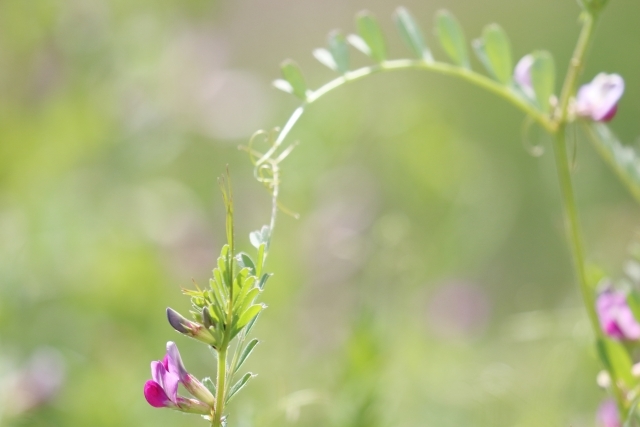 烏野豌豆とは?読み方から植物としての特徴や育て方・食べ方を紹介!